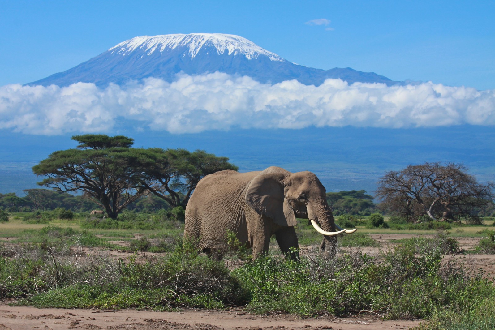 Mount Kilimanjaro Mountain Field Guide