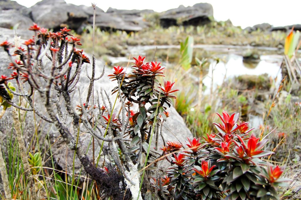 Mount Roraima Mountain Field Guide