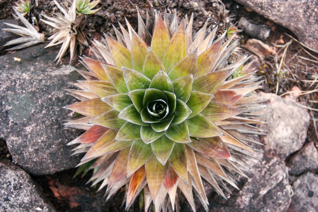 Mount Roraima Mountain Field Guide