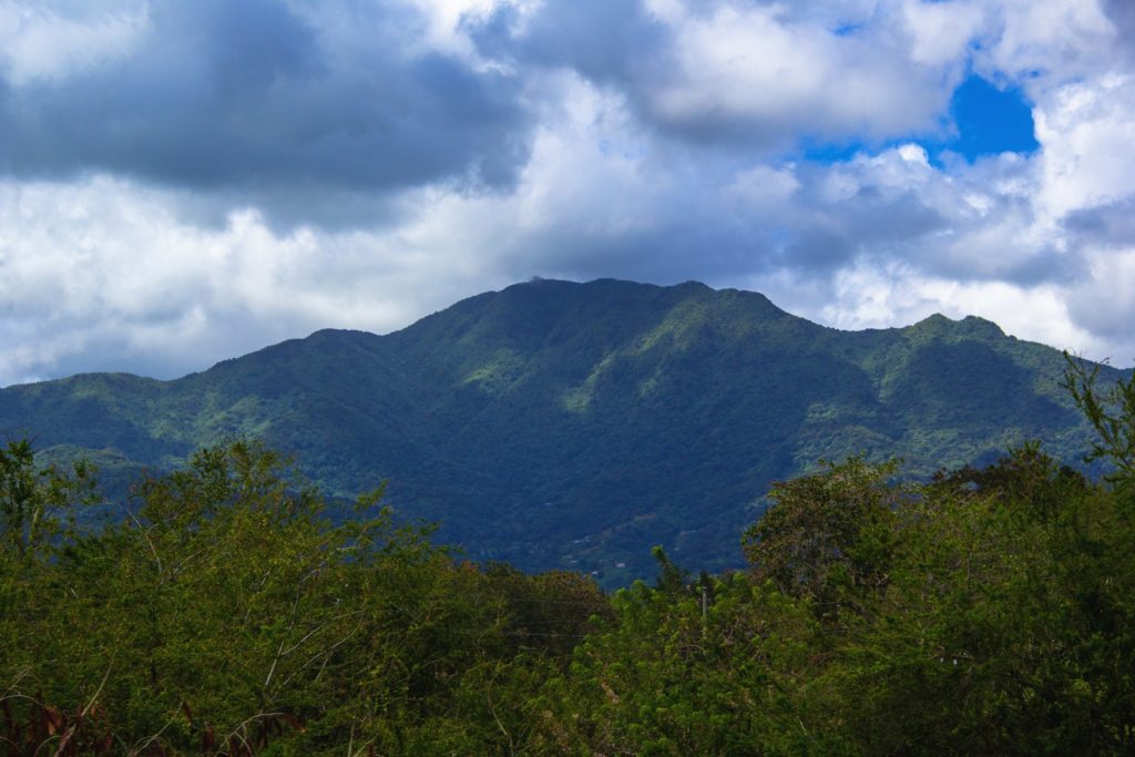 Cerro de Punta and the Endangered Tree Ferns - Mountain Field Guide