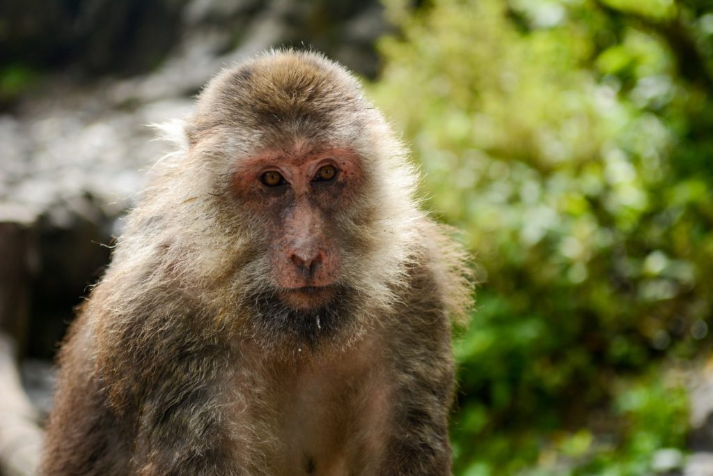 Mount Emei - Mountain Field Guide