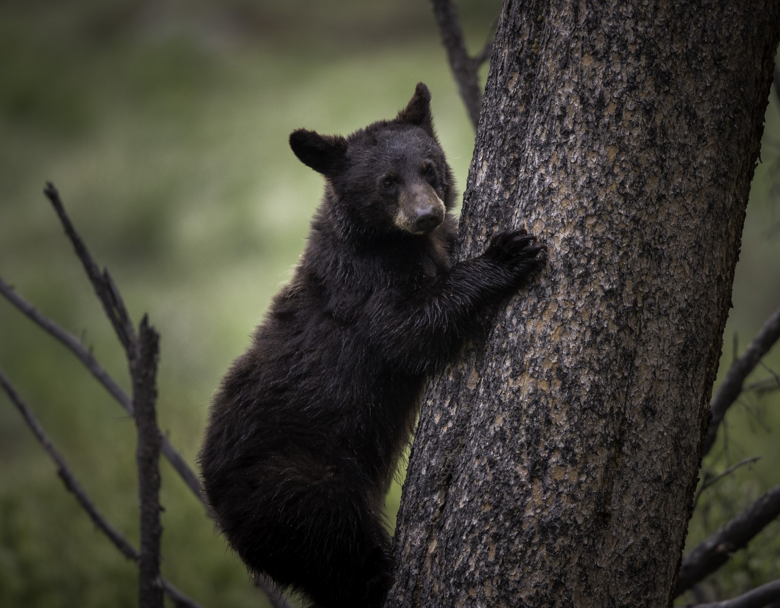 The Most Iconic Animals of Rocky Mountain National Park - Mountain ...