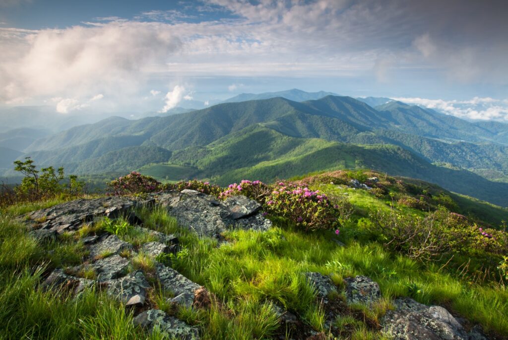 Grassy Ridge Bald - Mountain Field Guide