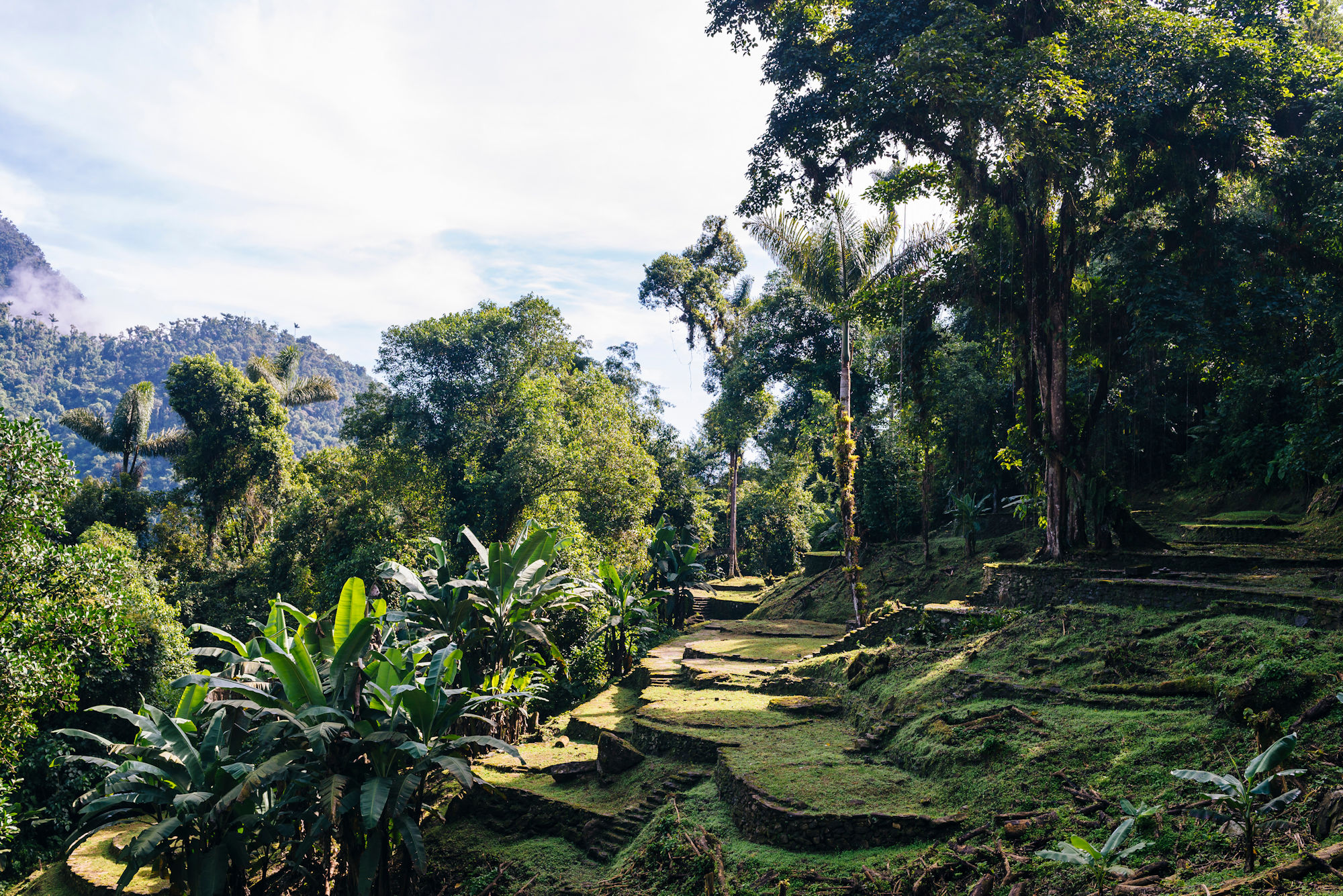 Sierra Nevada de Santa Marta - Mountain Field Guide